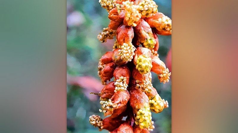 «Последний динозавр» расцвёл в Сочи