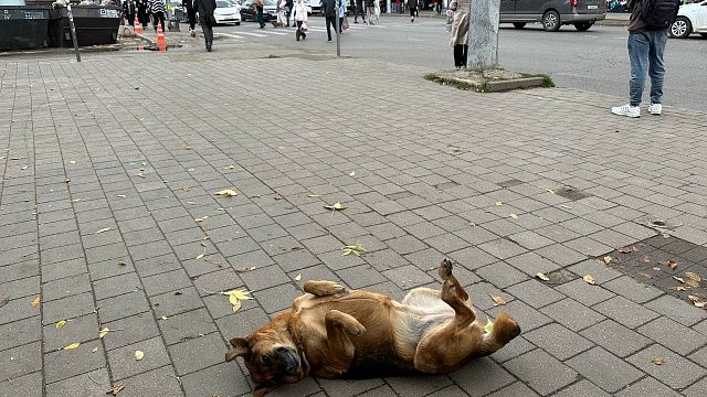 Фото: телеканал «Краснодар»