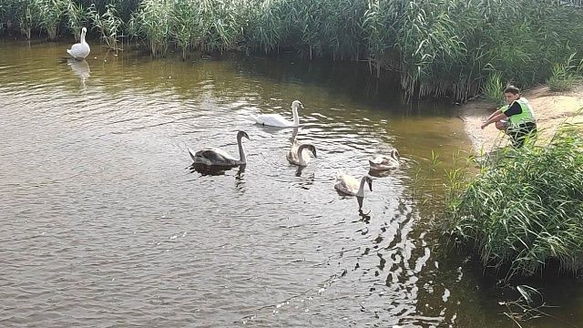 В Анапе спасли лебедя, запутавшегося в леске