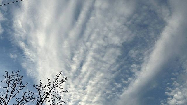 Аварийные деревья убрали в хосписе Краснодара