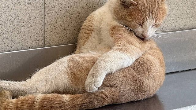 Кошки Юрия Куклачева отказались выступать после его госпитализации