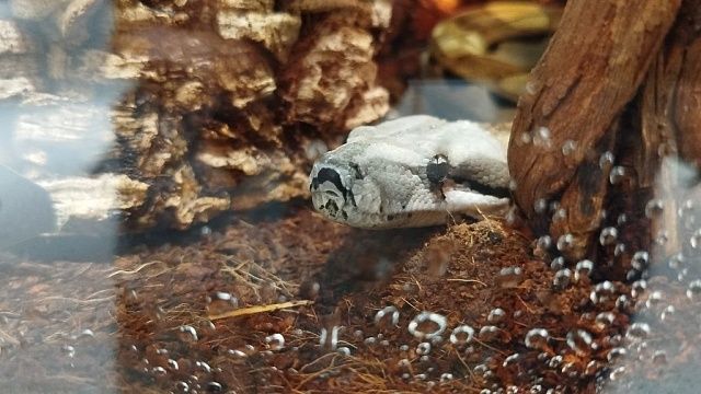 Трехметровые змеи заполонили отели и перепугали россиян на Кубе