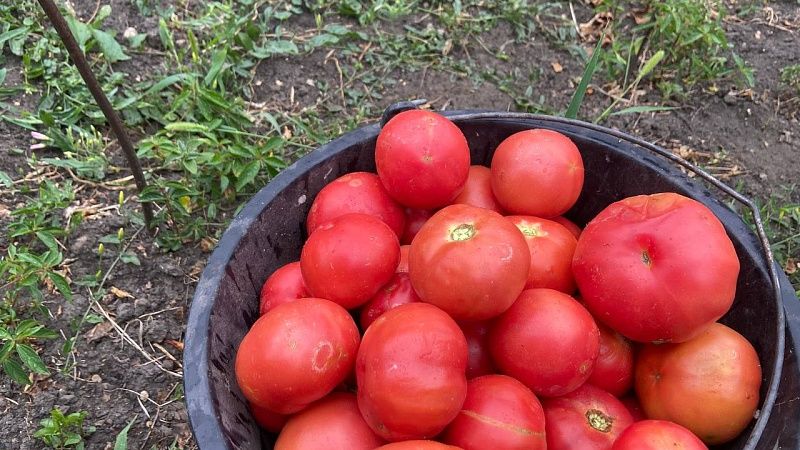 Азербайджанские фермеры понесли убытки из-за спада спроса на томаты в России