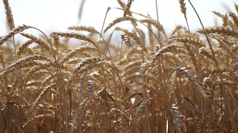 Около 1,5 млрд рублей составил ущерб от гибели урожая из-за засухи на Кубани 