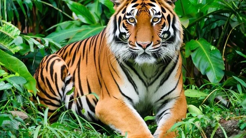 Редчайшие суматранские тигры растерзали рабочего в Индонезии