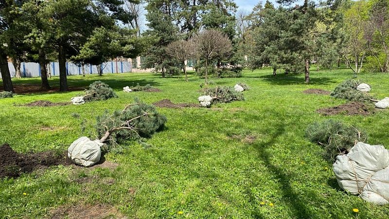 Более 40 тысяч растений высадили за год в Краснодаре 