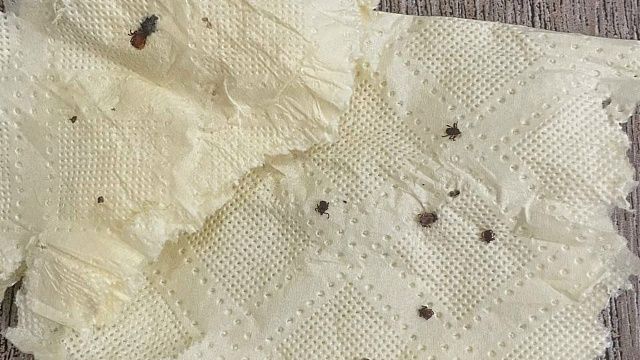 Фото: телеканал «Краснодар»