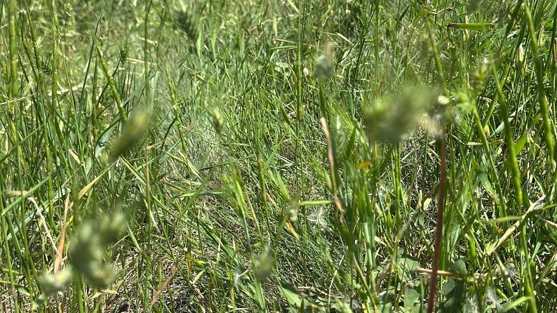 Клещи покусали более 3,5 тысяч человек с начала года в Краснодарском крае