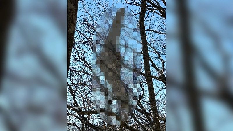 Туристы нашли боевой беспилотник на дереве под Новороссийском
