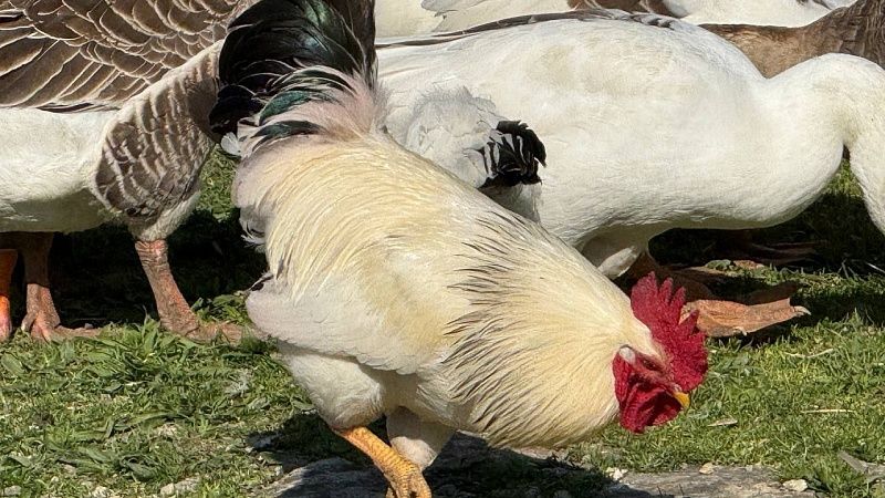 Сбежавшие от фермера три тысячи кур замучали жителей поселка в Удмуртии