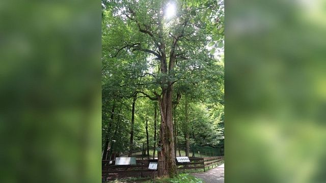 Фото: rosdrevo.ru