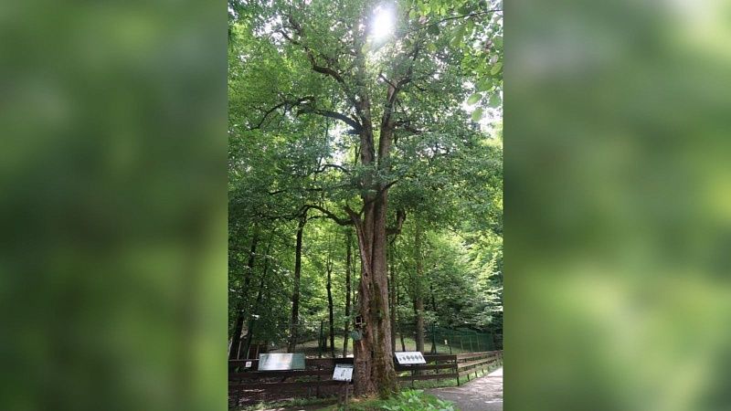 Кавказская груша возрастом около 250 лет из Сочи может стать «Деревом России»