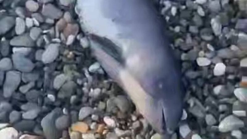 Детеныша дельфина вынесло на пляж в Кудепсте