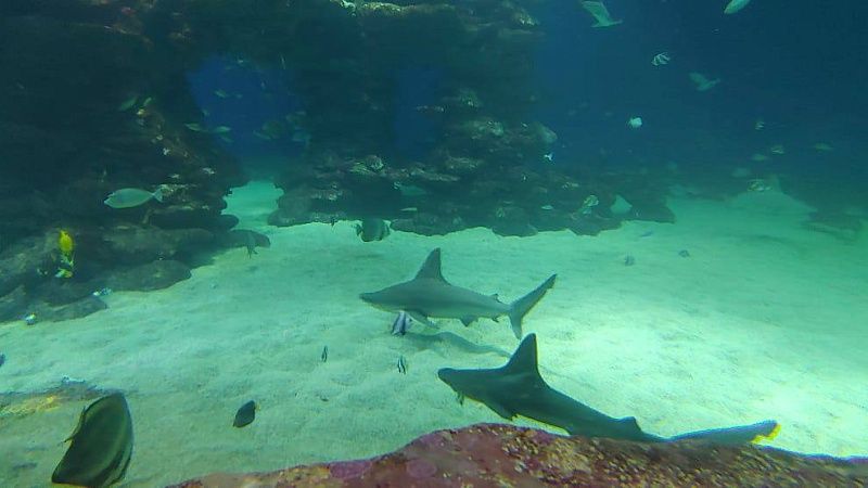 Акула напала на российскую путешественницу на Мальдивах 