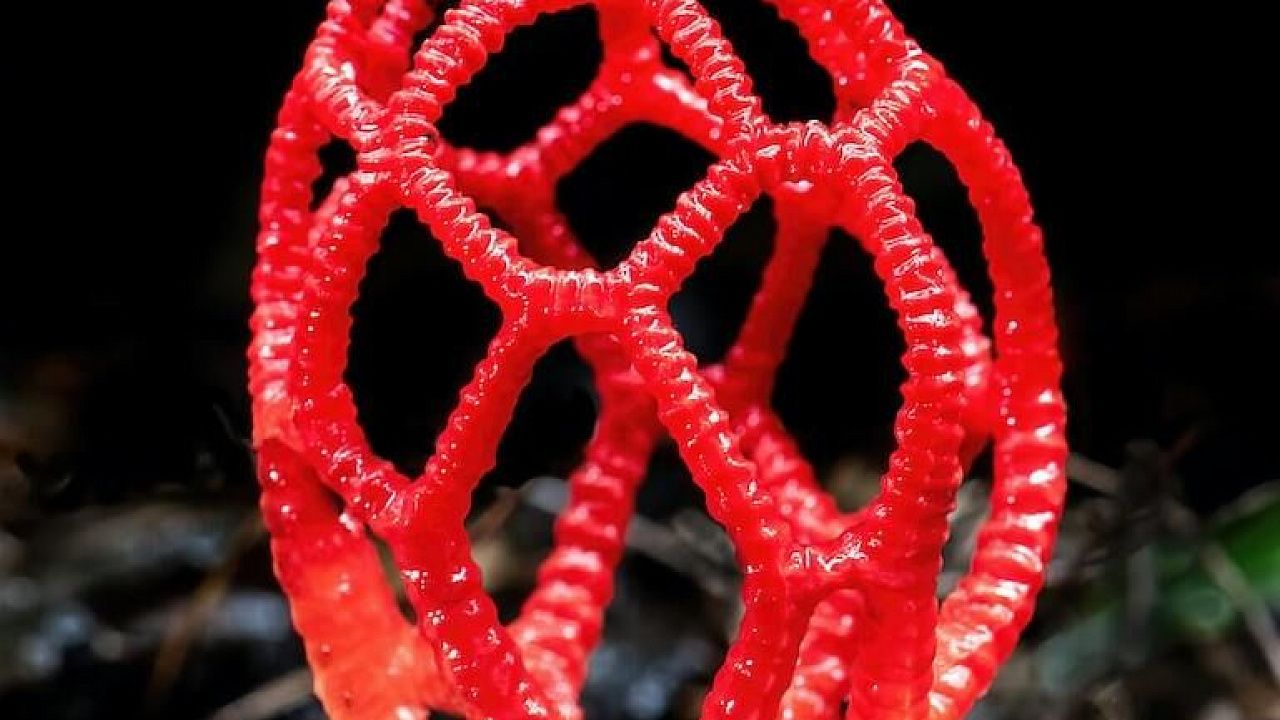 В Сочи зафиксировали массовый рост краснокнижных ядовитых грибов. Фото: David Clode, Unsplash.com