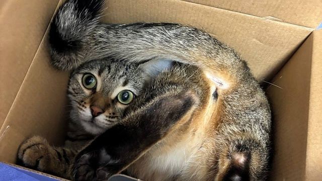 Врачи проверили лекарства от рака головы и шеи на онкобольных кошках в США