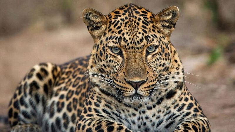 Леопард насмерть растерзал пятилетнюю девочку в Индии