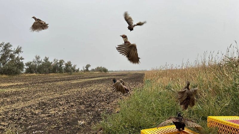 На Кубани выросла популяция косуль, оленей и фазанов