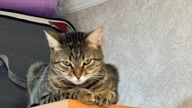 Пропавшая в Германии кошка спустя пять лет была найдена в США 