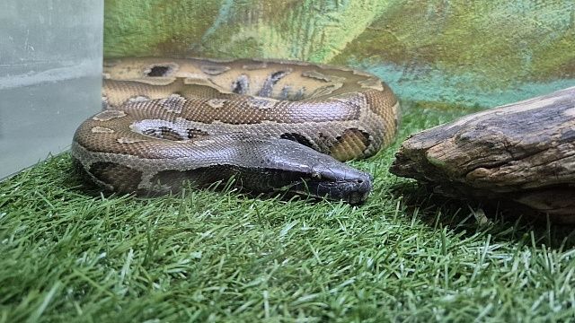 Измерили, взвесили и сфотографировали самую крупную змею в мире