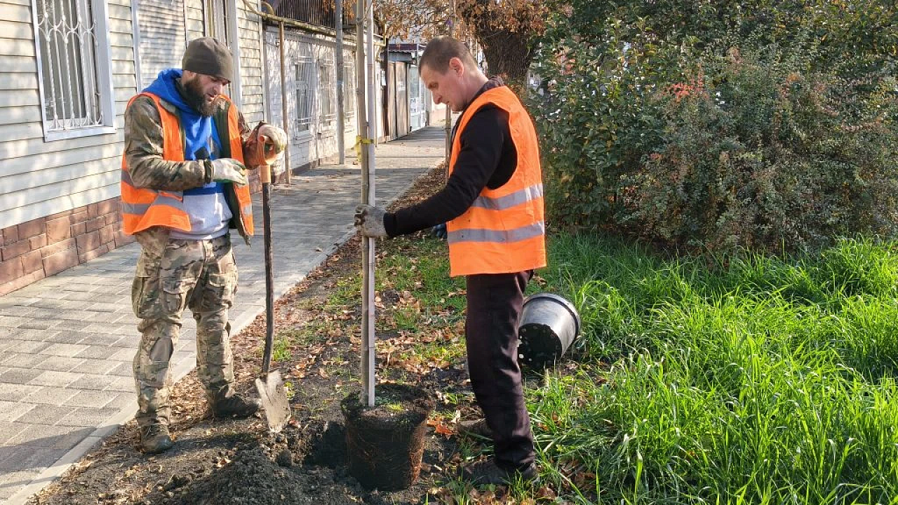 На улице Калинина высадят более 200 деревьев и 6 тысяч кустарников в Краснодаре