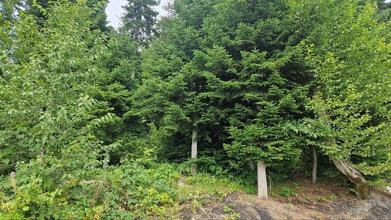 Дикая корова напала на туристов, спасаясь от медведя, в горах Сочи