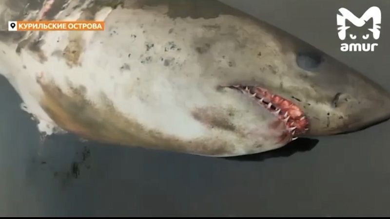 На видео сняли выброшенную на берег акулу на Курилах