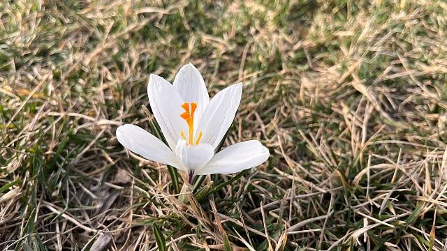 Фото: архив телеканала «Краснодар»