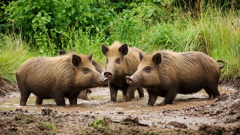 На видео сняли необычный спа-вечер кабанов в Тюменской области
