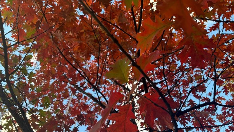 Дедушка выплюнул залетевший ему в рот лист и получил штраф £250 в Великобритании