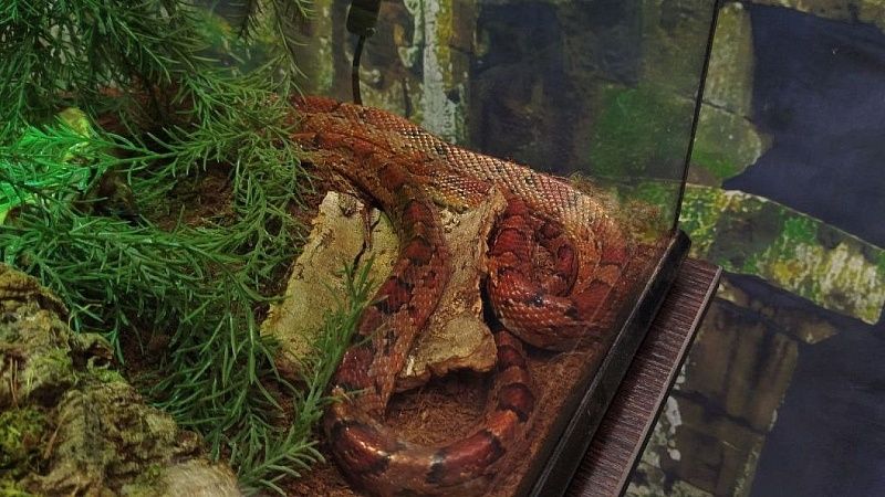 Мужчина до смерти забил укусившую его змею и пришел с ней в больницу в Индии