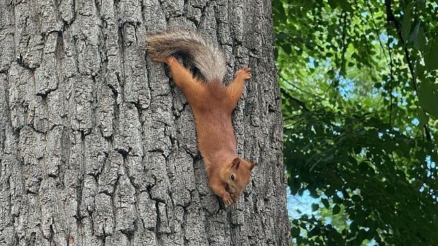 Пожарные спасли застрявшую в мусорном контейнере пухлую белку в США