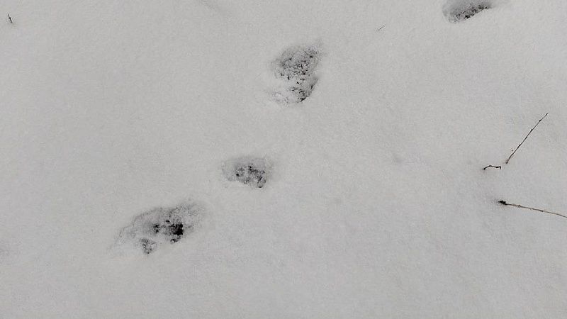 Дети решили покататься на ледянках с сугробов на Камчатке