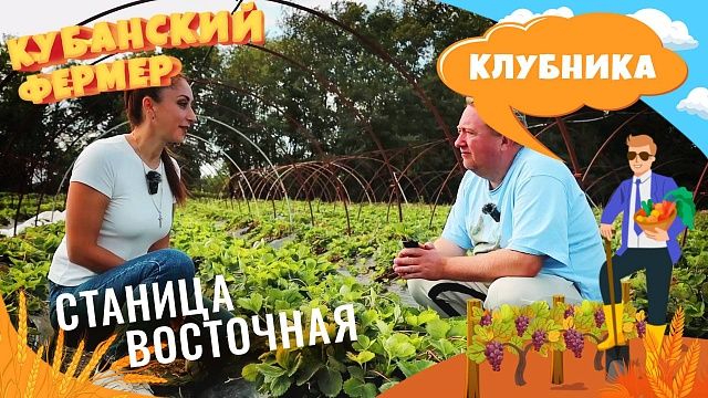 Кубанский фермер – клубника в ст. Восточной