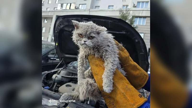 Спасённый из под капота авто очень недовольный кот попал на видео в Москве