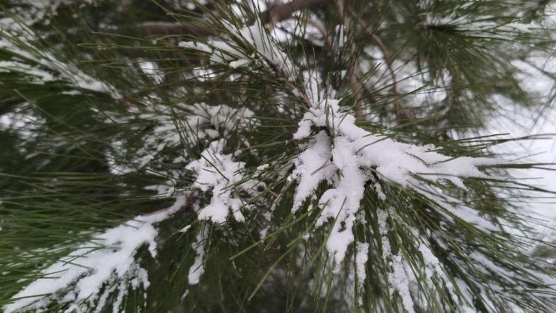 Центр погоды «Фобос»: к выходным Сочи избавится от сугробов