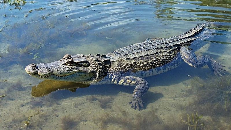 Крокодил утащил в море пятилетнюю девочку в Малайзии 