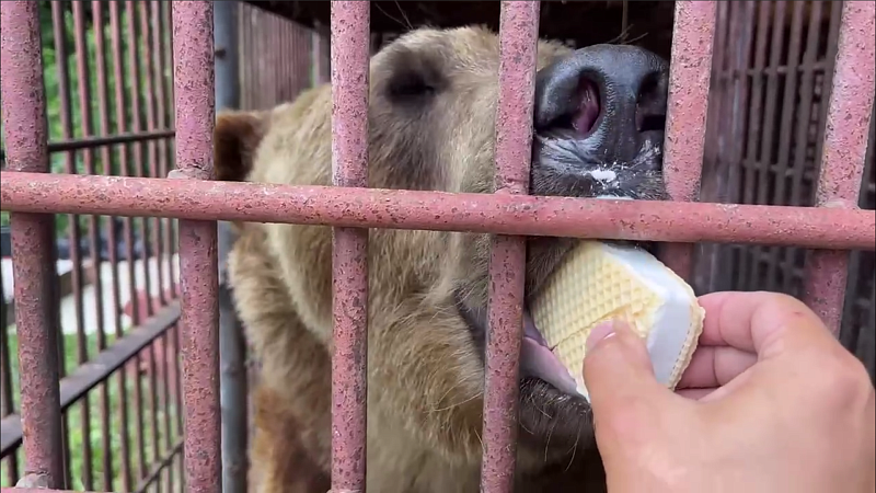 Спасённый из сафари-парка в Сочи медведь Винни переедет в вольерный комплекс