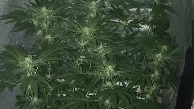 Мужчину с партиями «закладок» и домашней марихуаной задержала полиция в Анапе