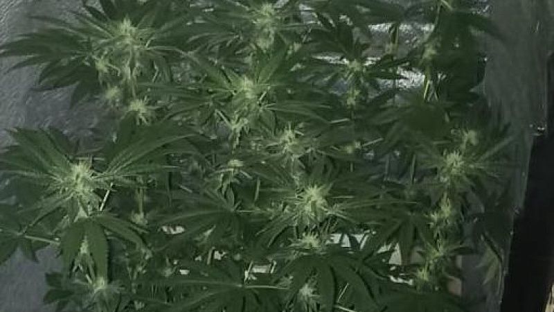 Мужчину с партиями «закладок» и домашней марихуаной задержала полиция в Анапе