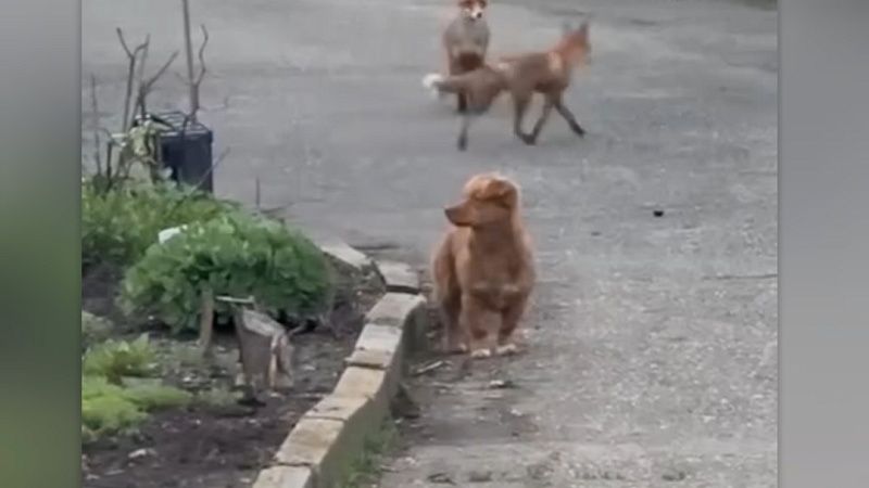 Очевидцы сняли гулявшего с лисами пса в Краснодаре 
