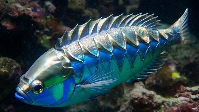 Редких рыб-мутантов обнаружили у вулкана на Камчатке 