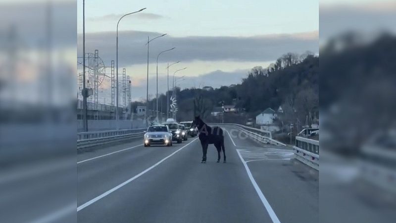 Дикие лошади спровоцировали затор на трассе в Сочи