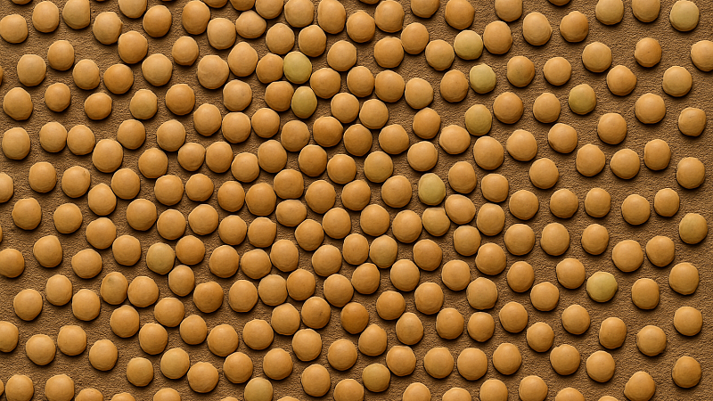 Семена чечевицы возрастом две тысячи лет нашли на Канарах 