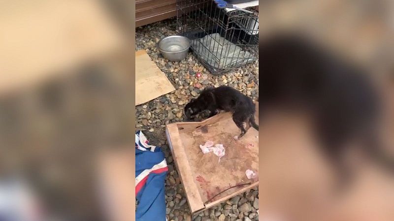 Пенсионерка устроила приют-концлагерь для животных в Тимашевском районе