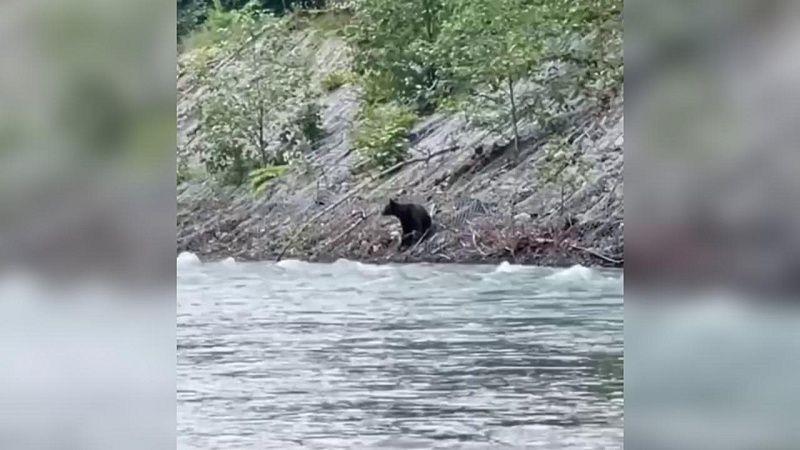 По пути на Красную Поляну туристы сняли неожиданную встречу с медвежонком