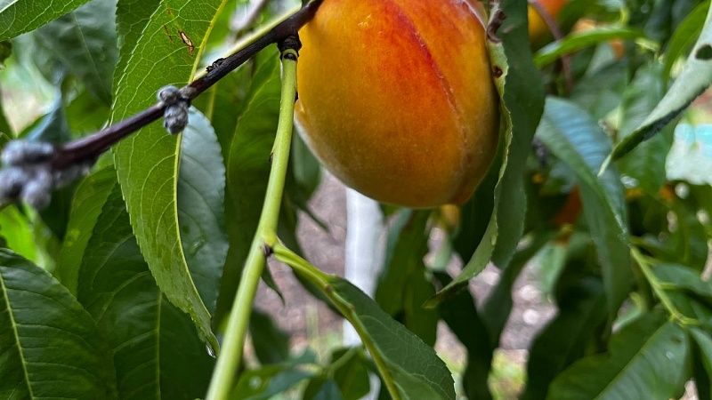 Около 220 гектаров питомников ежегодно закладывают на Кубани