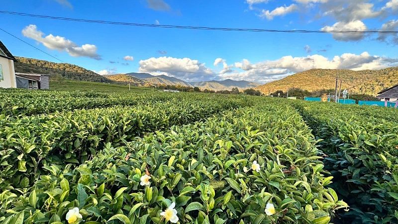 Чайные плантации возродят в Туапсинском районе