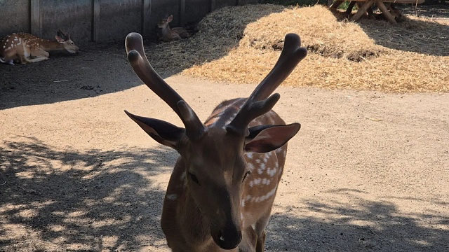 Фото: телеканал «Краснодар»