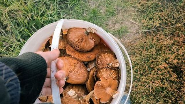 Не уверен – не трогай!: врачи рассказали об опасности отравления грибами и последствиях